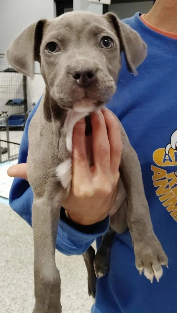 A baby medium-sized male Pit Bull Terrier dog named Bugz for adoption in Republic, MO