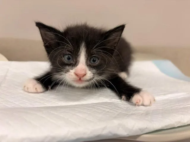 A baby small-sized male Domestic Short Hair cat named Conure for adoption in Baytown, TX
