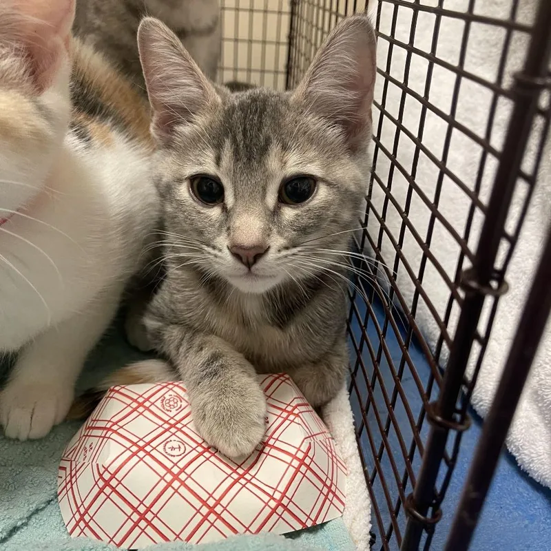 A baby small-sized female Domestic Short Hair cat named Jasmine for adoption in Chicago, IL