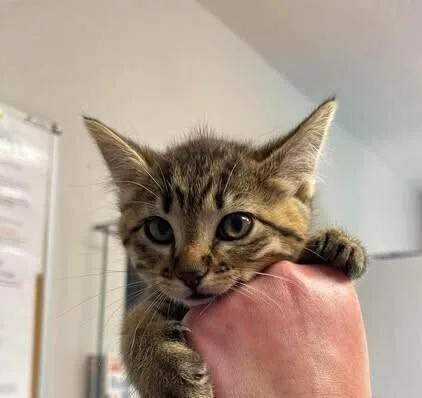 A baby medium-sized female Domestic Short Hair cat named Orca for adoption in Bolivar, MO