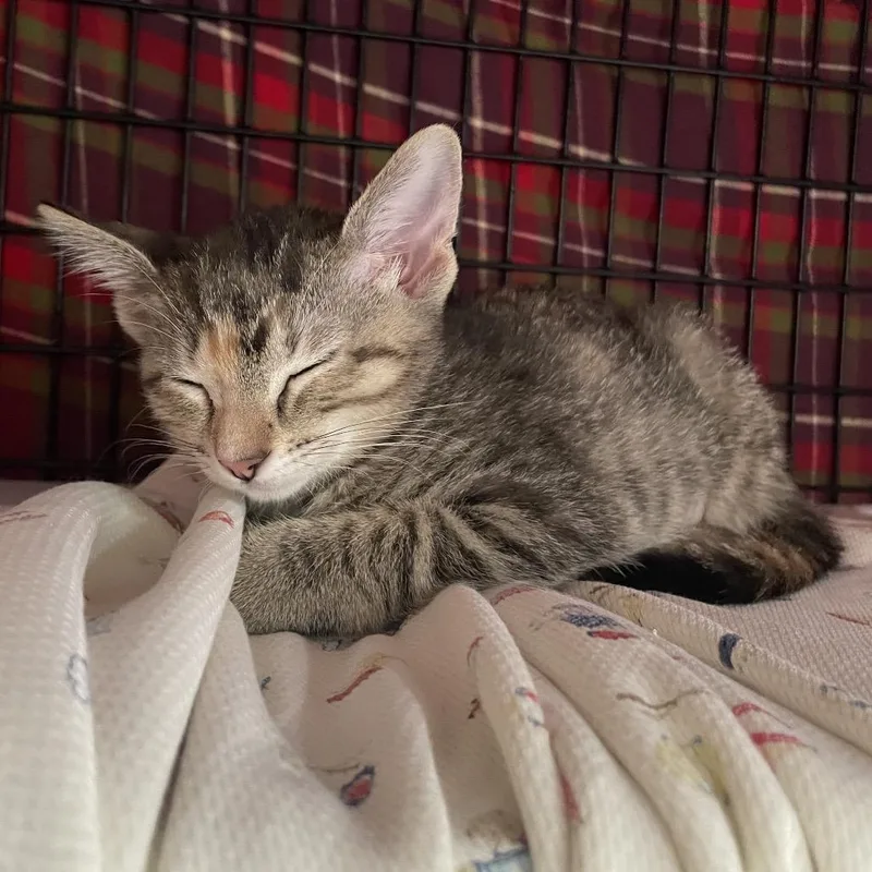 A baby small-sized female Torbie Domestic Short Hair cat named Griddle for adoption in Chicago, IL