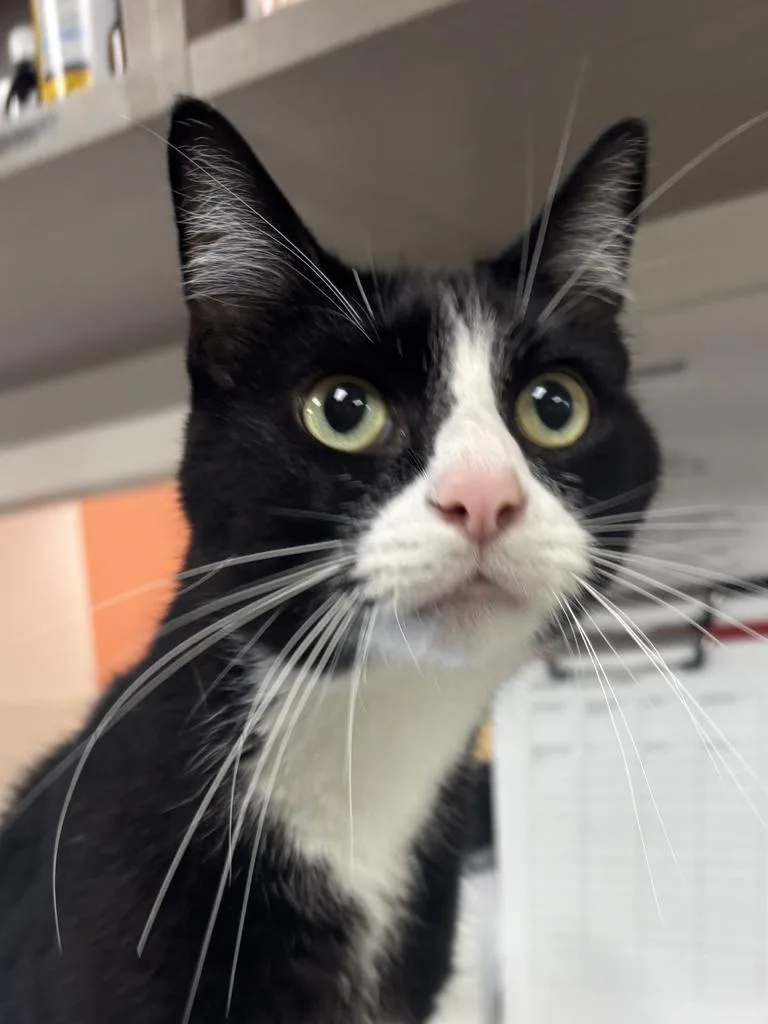 An adult large-sized male Domestic Short Hair cat named Prozac for adoption in Greenfield, IN