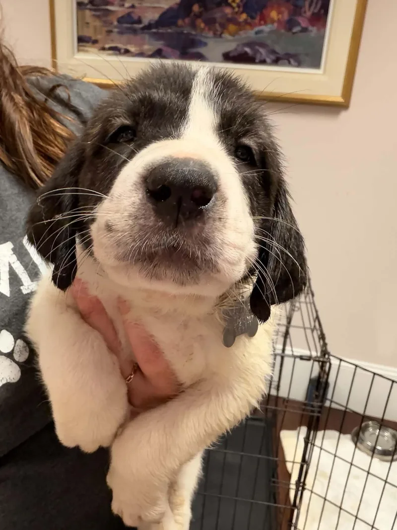 A baby large-sized male Anatolian Shepherd dog named Casper Halloween Litter for adoption in Holly Springs, NC