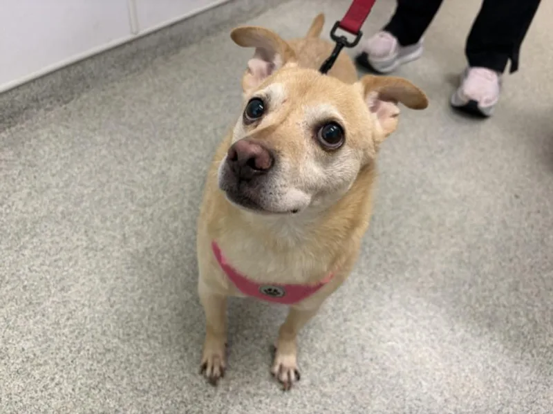 An adult small-sized male Chihuahua dog named Walter for adoption in Loveland, CO