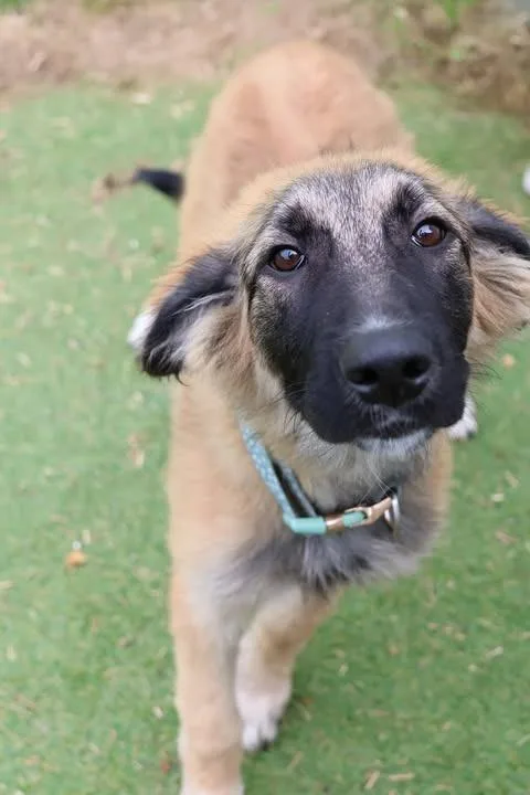 A baby medium-sized female Mixed Breed dog named Pocahontas for adoption in Columbia, TN