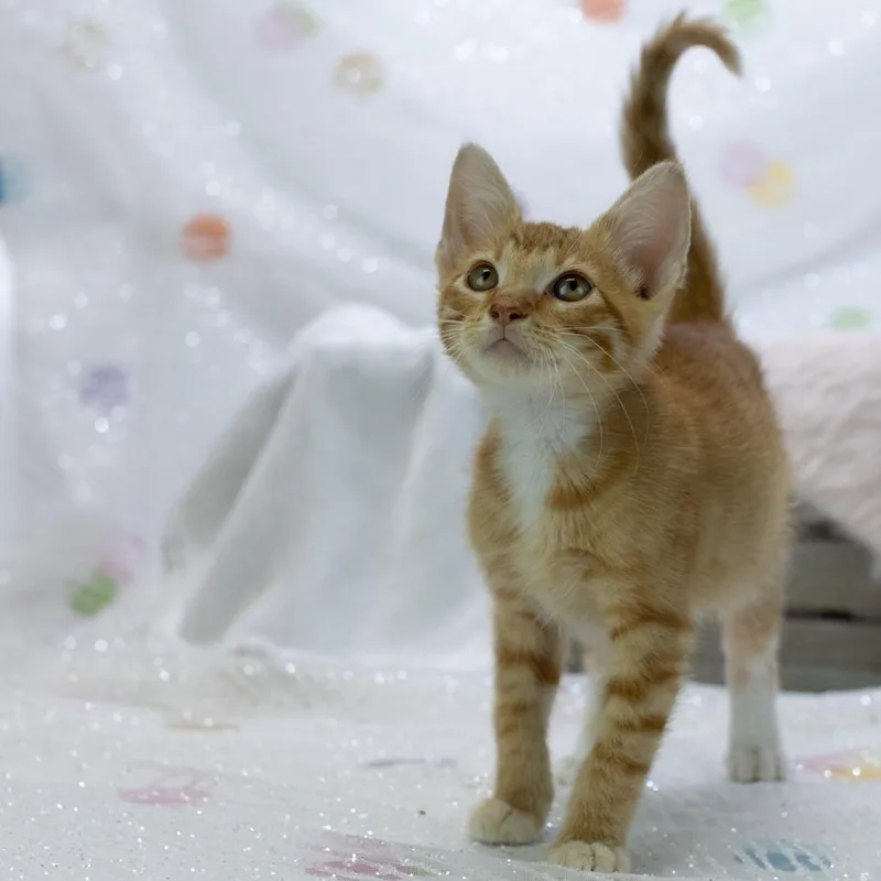 A baby small-sized male Orange / Red Domestic Short Hair cat named TorginoC for adoption in East Saint Louis, IL