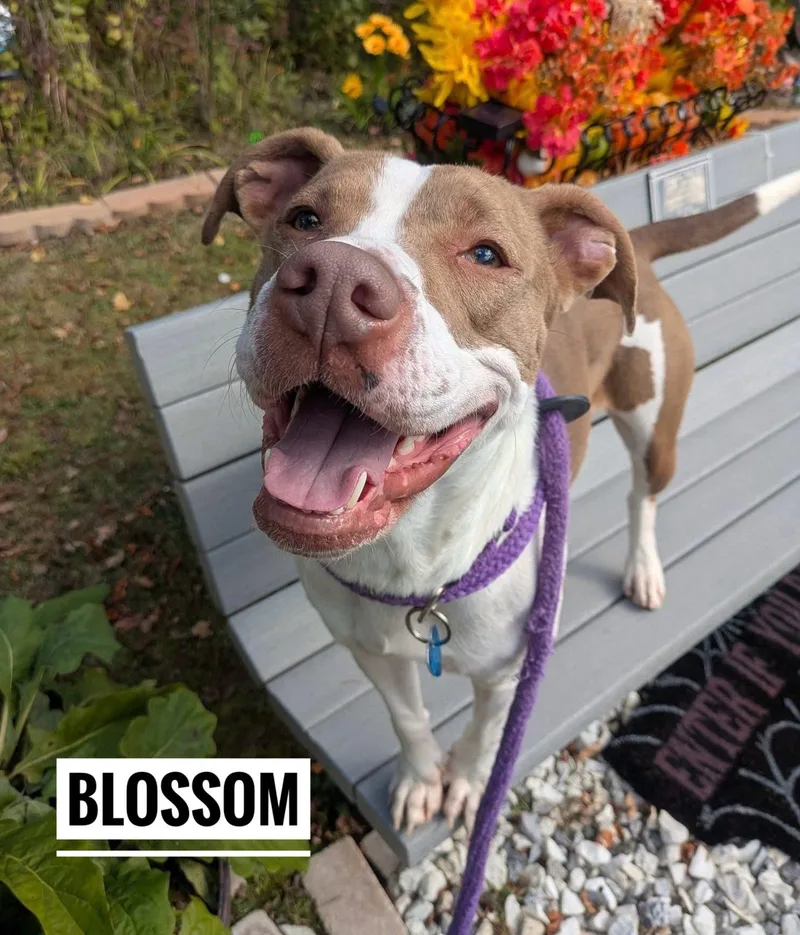 Blossom thumbnail 2