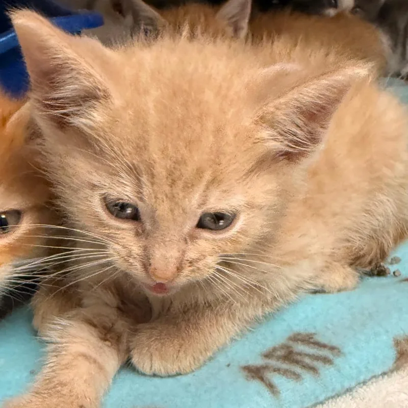 A baby small-sized male Buff / Tan / Fawn Domestic Short Hair cat named Bidwell for adoption in Evansville, IN