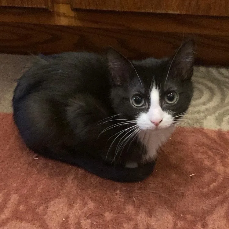 A baby small-sized female Black Domestic Short Hair cat named Nyxlie for adoption in Grand Rapids, MN