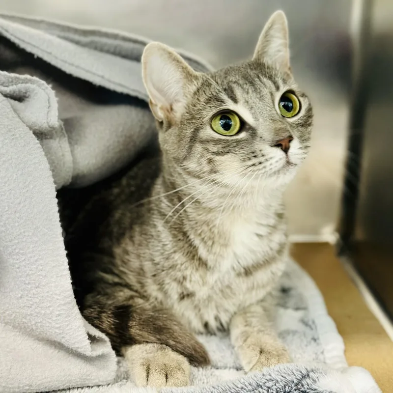 An adult medium-sized female Tabby (Gray / Blue / Silver) Domestic Short Hair cat named Remi for adoption in Jackson, NJ