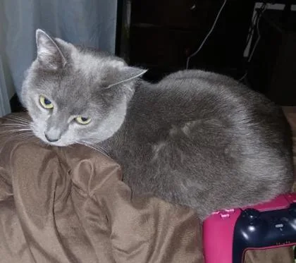 An adult small-sized female Gray / Blue / Silver Domestic Short Hair cat named Zyphyr for adoption in El Paso, TX