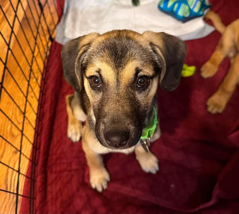 A baby large-sized female German Shepherd Dog dog named Breezy for adoption in Byron, IL