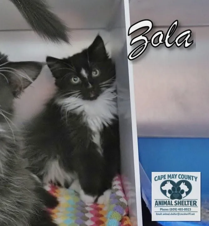 A young medium-sized male Domestic Short Hair cat named The Three "Z's" for adoption in Cape May Court House, NJ