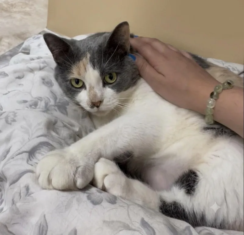 An adult large-sized female Dilute Calico Domestic Short Hair cat named Millie for adoption in Long Beach, NY