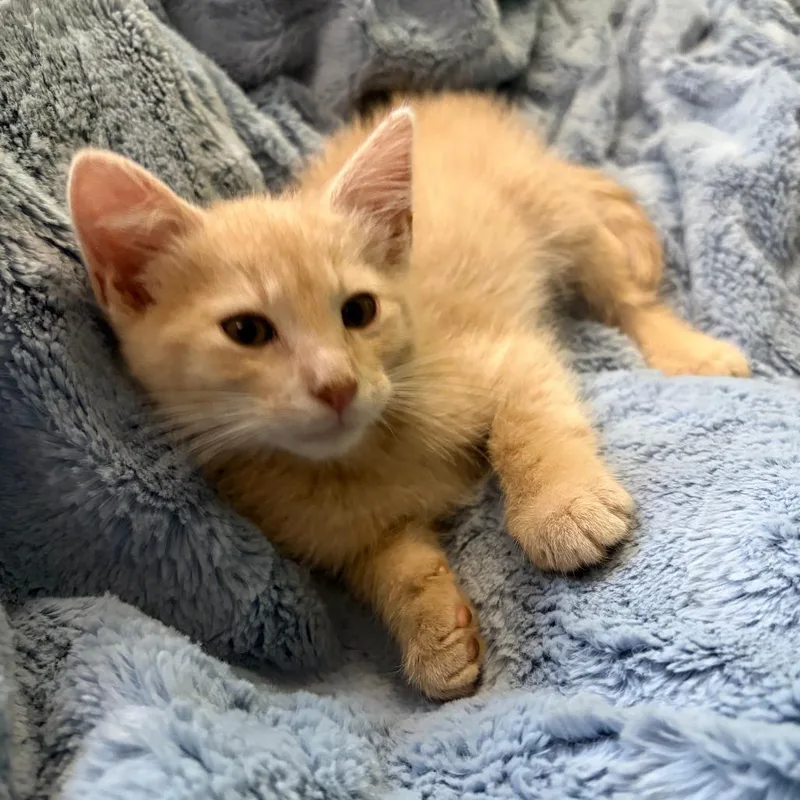 A baby small-sized male Buff / Tan / Fawn Domestic Short Hair cat named Eenie for adoption in Manhattan, KS
