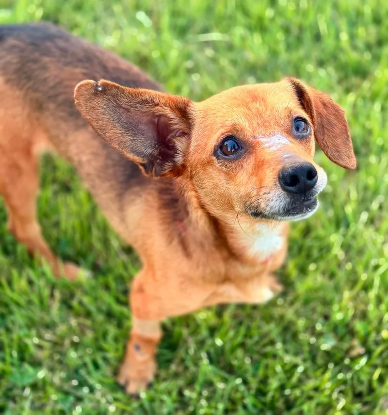 A young small-sized male Chiweenie dog named Cheese for adoption in Bridgeton, MO
