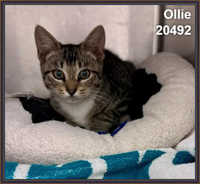 A baby medium-sized male Tabby (Brown / Chocolate) Domestic Short Hair cat named Ollie for adoption in Marietta, GA