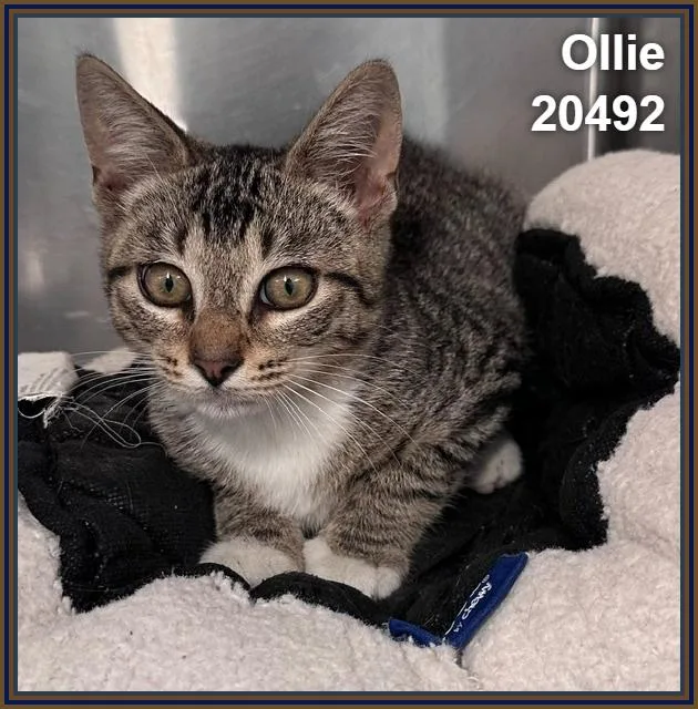 Ollie thumbnail 2
