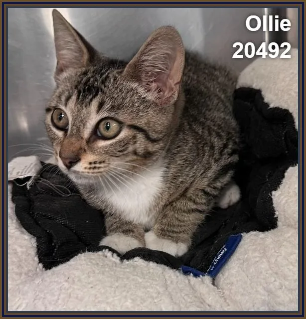Ollie thumbnail 3