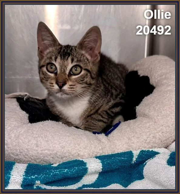 Ollie thumbnail 4