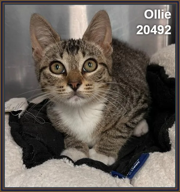 Ollie thumbnail 5