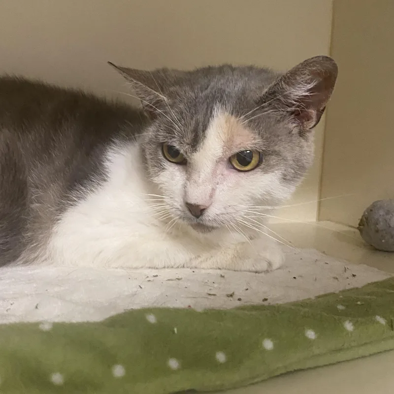 A senior medium-sized female White Domestic Short Hair cat named Marcia for adoption in Elyria, OH