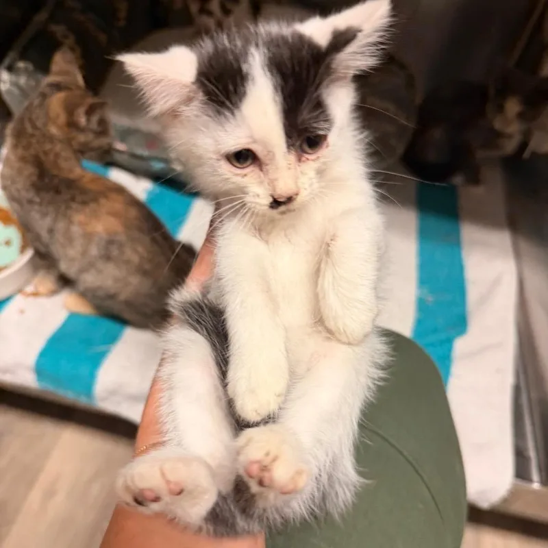 A baby small-sized male White Domestic Short Hair cat named Prince for adoption in Evensville, TN