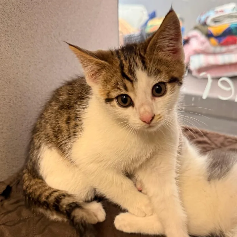 A baby small-sized male White Domestic Short Hair cat named Emerald Jade Green Ball for adoption in Red House, WV