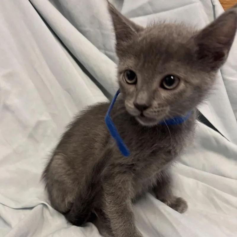 A baby small-sized male Gray / Blue / Silver Domestic Short Hair cat named Benny for adoption in Point Richmond, CA