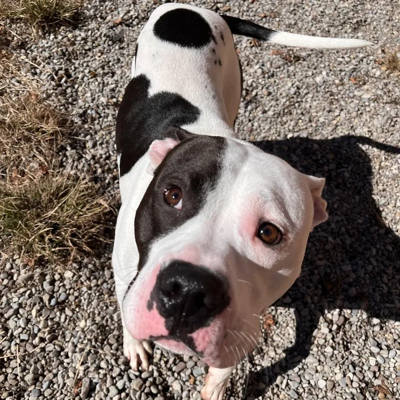 A young medium-sized male Mixed Breed dog named Jasper for adoption in Fairport, NY