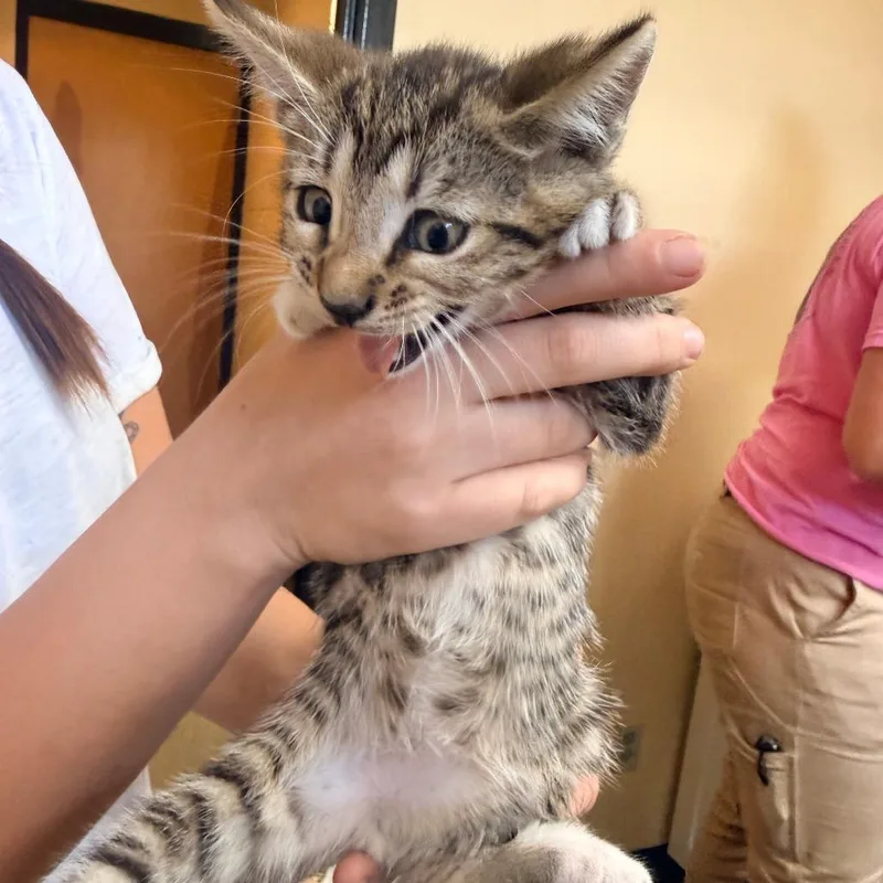 A baby small-sized male Gray / Blue / Silver Domestic Short Hair cat named Dissi for adoption in Corinth, MS