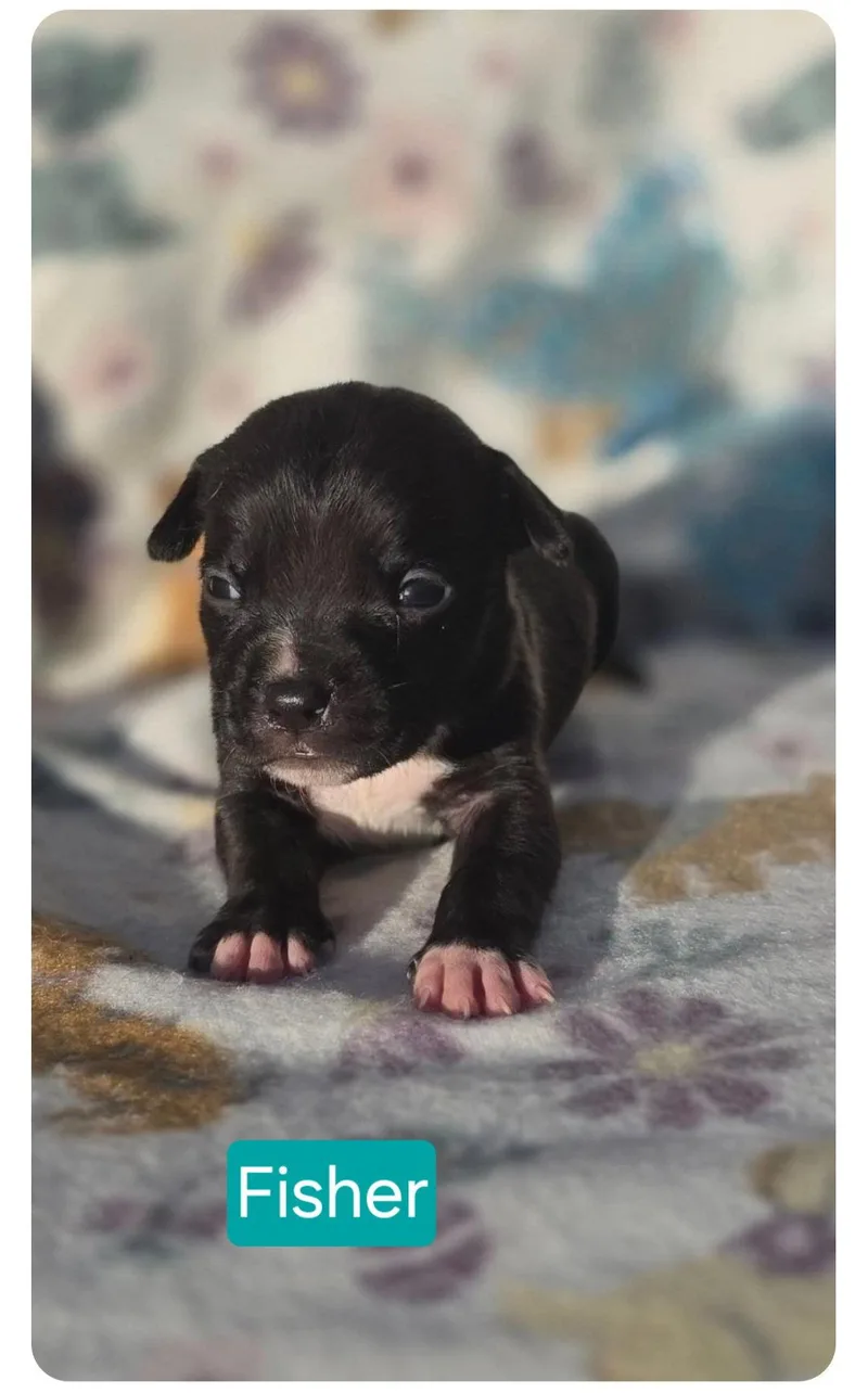 A baby medium-sized male Pit Bull Terrier dog named Fisher for adoption in Elgin, IL