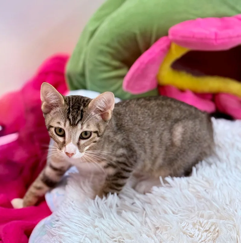 A baby medium-sized male Tabby cat named Sun for adoption in St. Cloud, FL