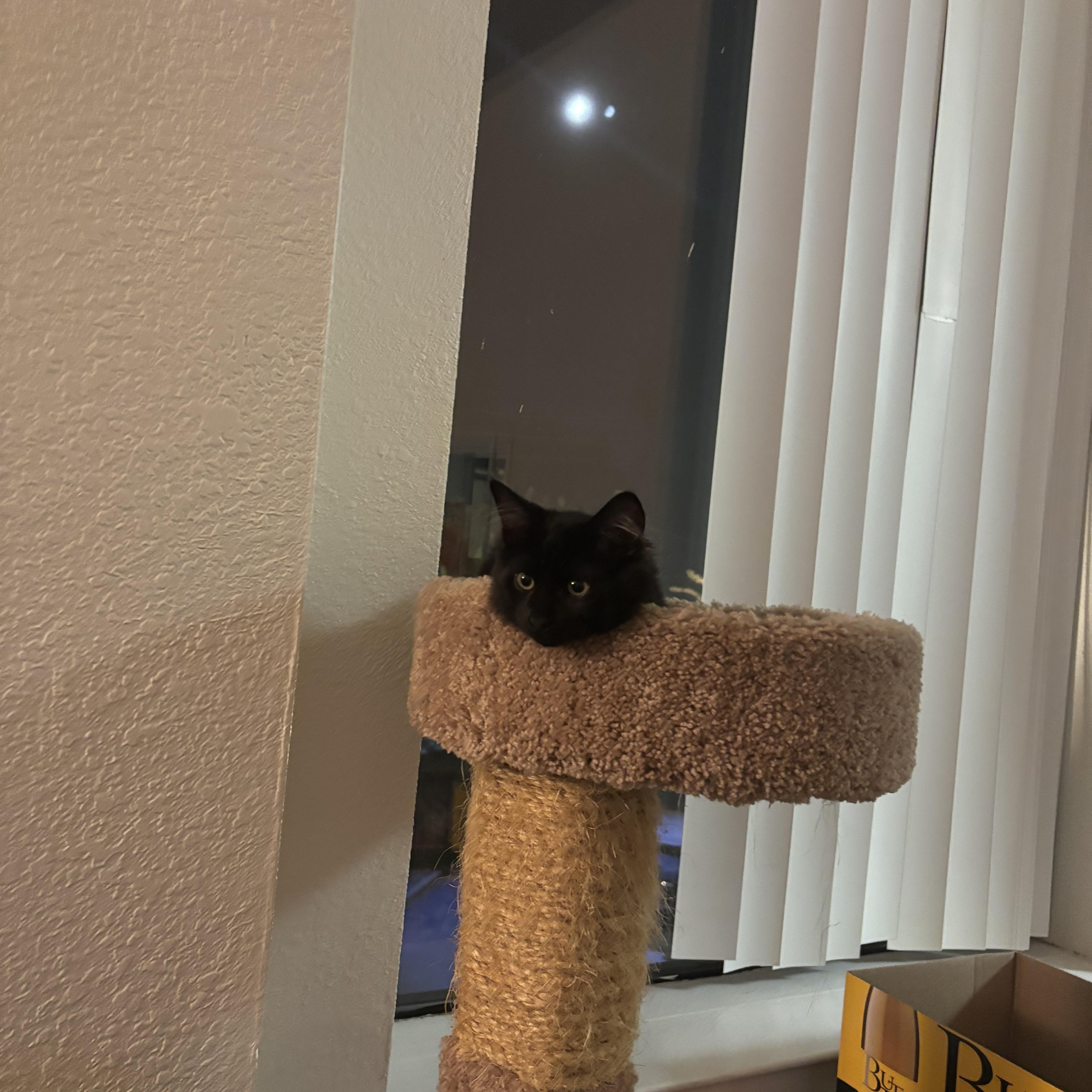 A baby medium-sized male Black Domestic Short Hair cat named Jack Sparrow for adoption in Davis, CA