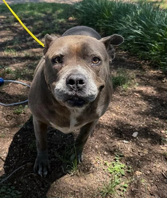 An adult large-sized female Mixed Breed dog named Blu for adoption in Dallas, TX