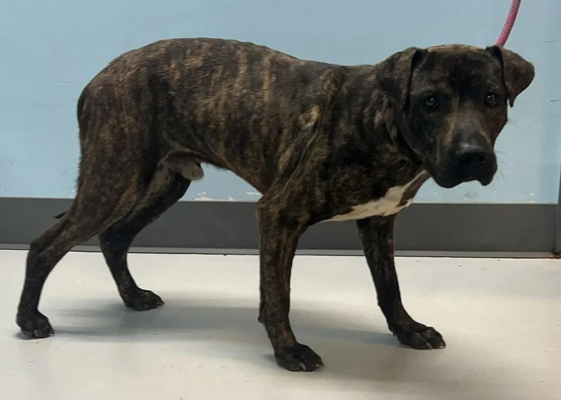 An adult medium-sized male Pit Bull Terrier dog named Dexter for adoption in Pryor, OK