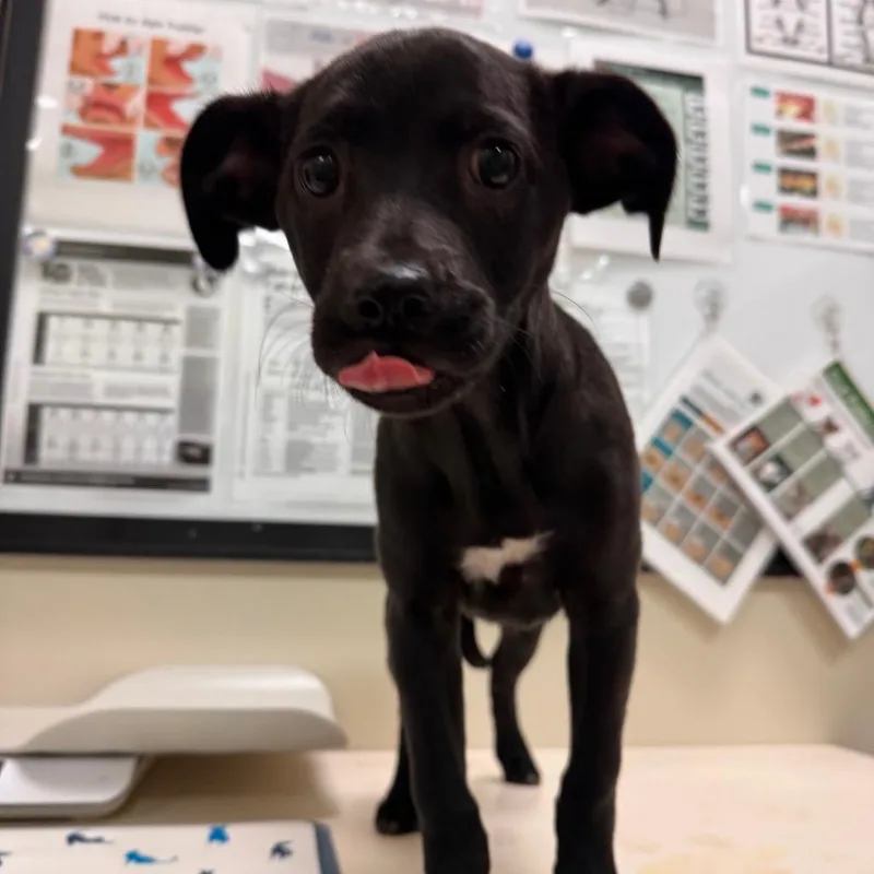 A baby small-sized female Black Labrador Retriever dog named Maggie for adoption in Lynchburg, VA
