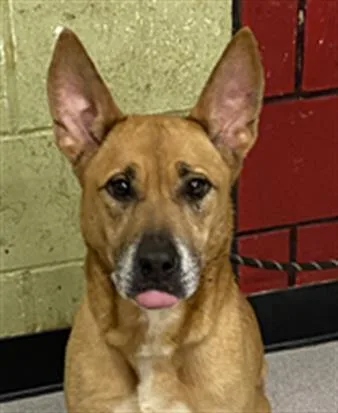 An adult medium-sized female German Shepherd Dog dog named Dolly Parton for adoption in Indianapolis, IN