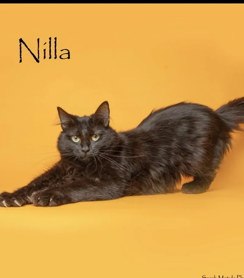 An adult medium-sized male Black Domestic Long Hair cat named Nilla for adoption in Lafayette, CO