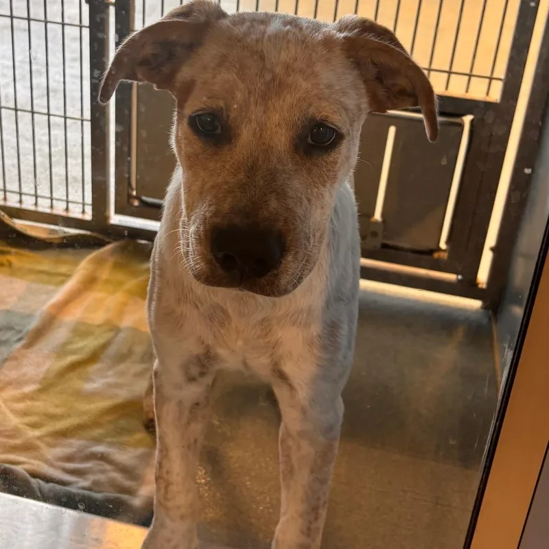 A young small-sized male White / Cream Cattle Dog dog named Wero for adoption in Edinburg, TX
