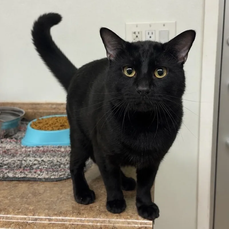 A young large-sized male Domestic Short Hair cat named Grimace for adoption in Kearneysville, WV
