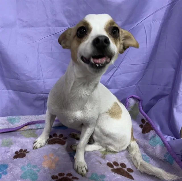 An adult small-sized female Chihuahua dog named A for adoption in Modesto, CA