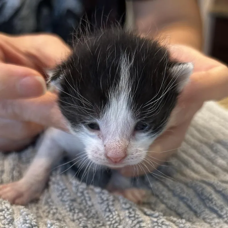 A baby small-sized male Black Domestic Short Hair cat named Hollow for adoption in Houston, TX