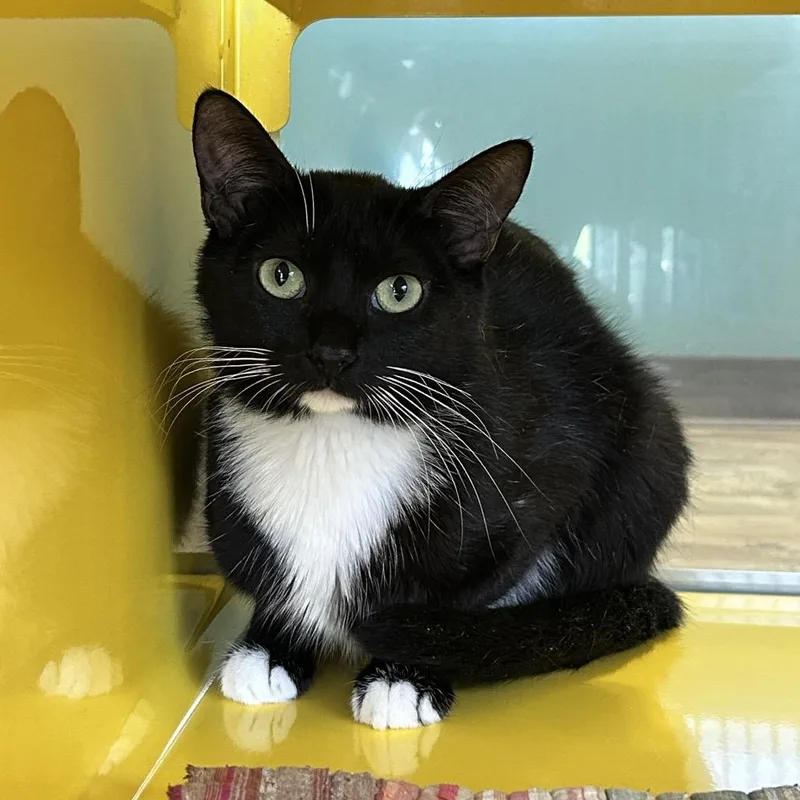 A young medium-sized female Black Domestic Short Hair cat named Vixey for adoption in Abilene, TX