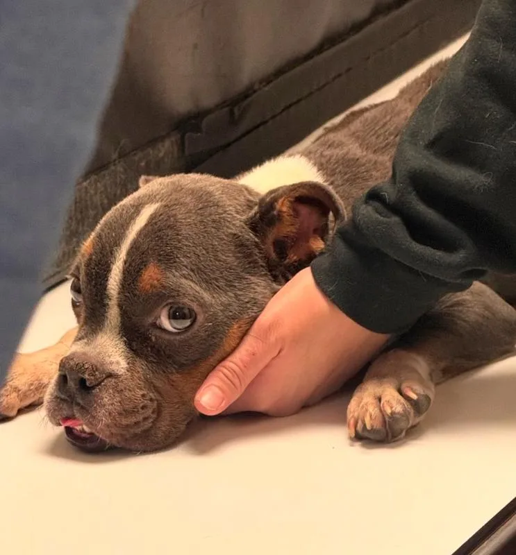 A young small-sized male Gray / Blue / Silver Pit Bull Terrier dog named Myles for adoption in Los Angeles, CA