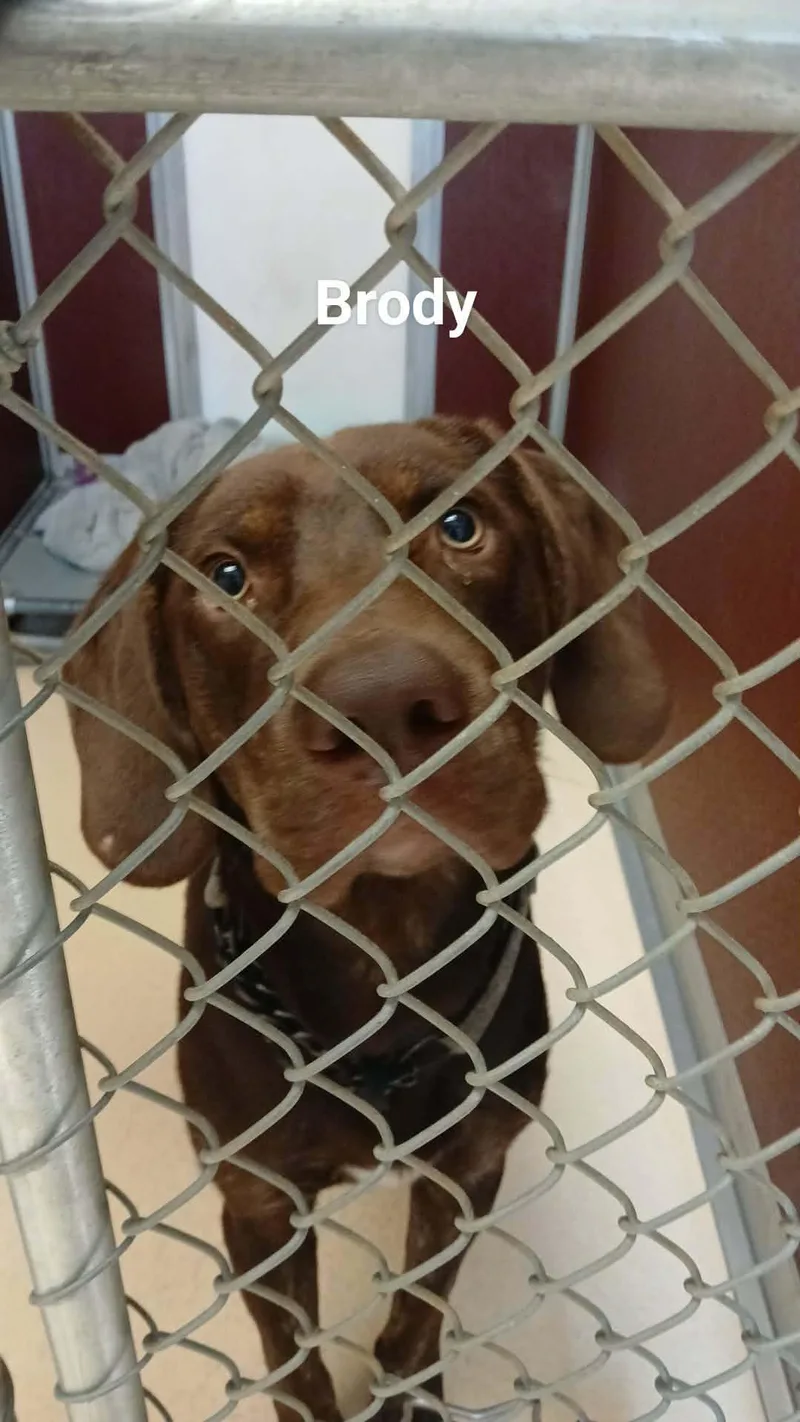 A young large-sized male Labrador Retriever dog named Brody for adoption in Tappahannock, VA