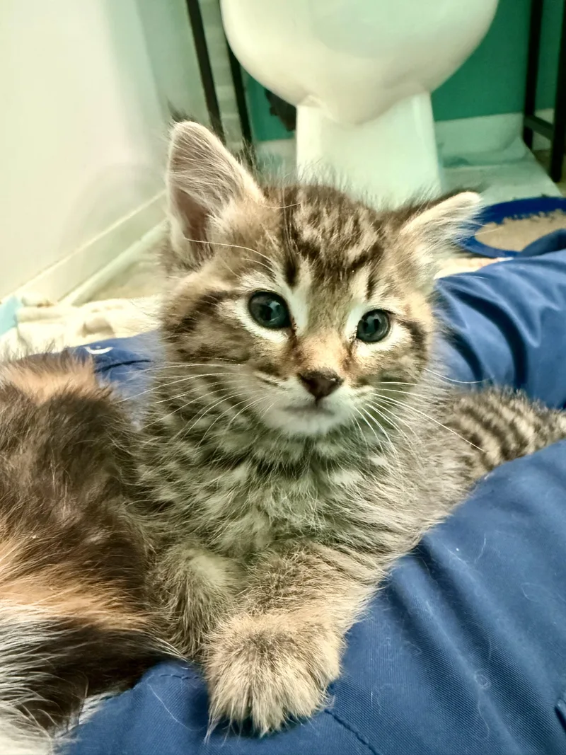 A baby medium-sized female Tabby (Gray / Blue / Silver) Domestic Short Hair cat named Lagertha for adoption in Salt Lake City, UT