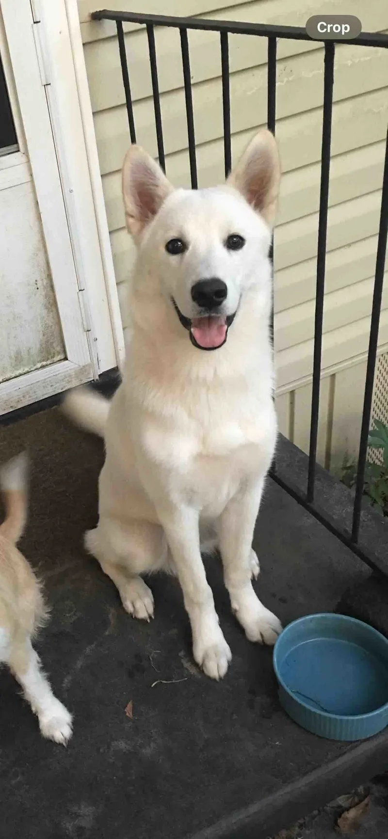An adult medium-sized male Husky dog named Olaf for adoption in Shreveport, LA