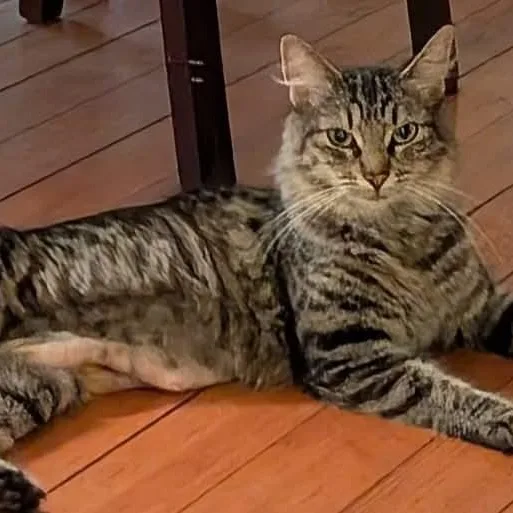 An adult medium-sized female Domestic Medium Hair cat named Bennie for adoption in Gladstone, OR