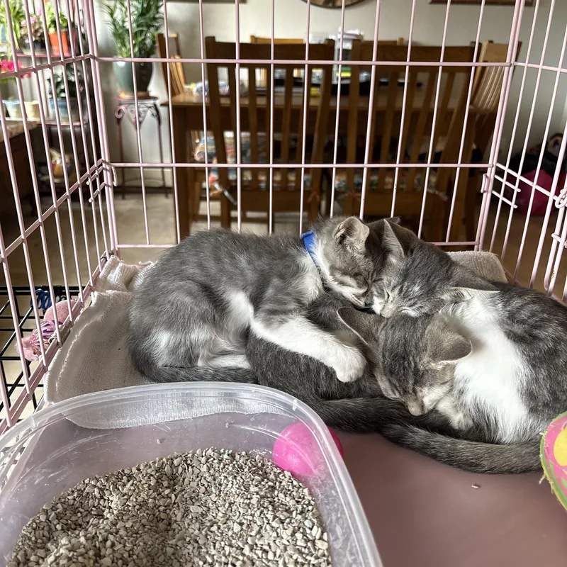 A young medium-sized male Tabby (Gray / Blue / Silver) Domestic Short Hair cat named Tommy for adoption in Butte, MT